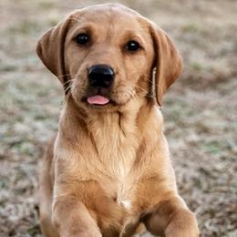 Labrador Retrievers from James River Retrievers