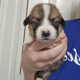 Ryder - White and red male Pembroke Welsh Corgi puppy in Tomball, Texas from Larsen Loved Corgis