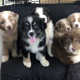Australian Shepherd puppies from Black Pond Australian Shepherds