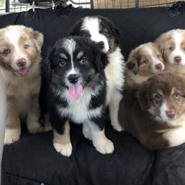 Australian Shepherd puppies from Black Pond Australian Shepherds