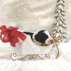 Hans - male Golden Mountain Doodle puppy in Victoria, Texas from Deidre's Doodles