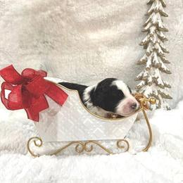 Hans - male Golden Mountain Doodle puppy in Victoria, Texas from Deidre's Doodles