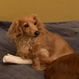 Dachshunds from Blarneydachs Dachshunds