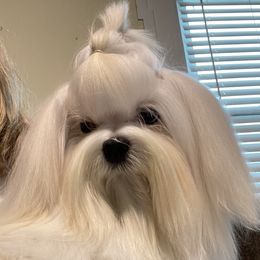 Jayla - Maltese