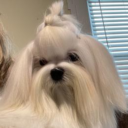 Jayla - Maltese