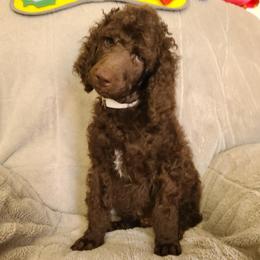 White collar - Brown male Poodle puppy in Colorado Springs, Colorado from Silly's Standard Poodles
