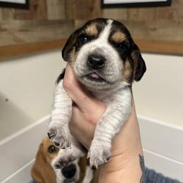 Blue Collar - Black tan and bluetick male Beagle puppy in Jasper, Texas from Beech Grove Beagles