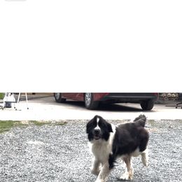 Newfoundland puppies from Bear Mountain