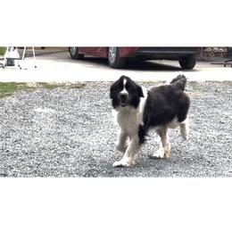 Newfoundland puppies from Bear Mountain