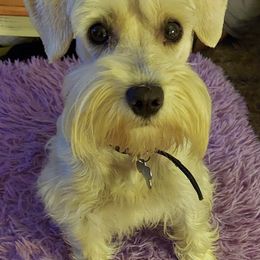 Miniature Schnauzers from Miniature Schnauzer Puppies of DFW