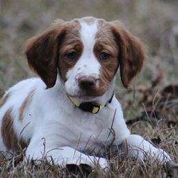 Girl 1 - Orange and white female Brittany puppy in Georgia from Edenbright Brittanys