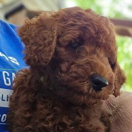 Rusty - Red  male Poodle puppy in Windom, Texas from Wild Farm Puppies