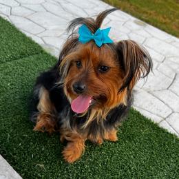 Belly - Yorkshire Terrier