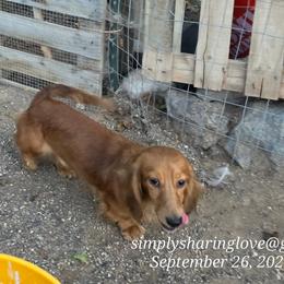 Grumpy - Cream male Dachshund puppy in Willard, Utah from Simply Sharing Love