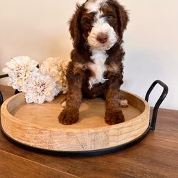 Timber - Bernedoodle puppy from Royal Doodles