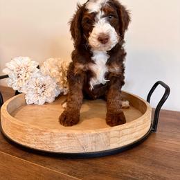 Timber - Bernedoodle puppy from Royal Doodles