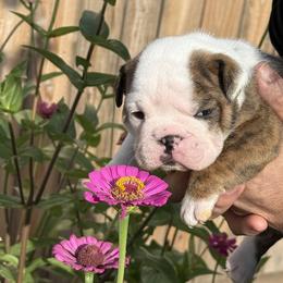 Blossom - Brindle female Bulldog puppy in San Antonio, Texas from Bulldogzilla Breeders