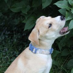 Carolina Dog Puppies from Williams Sweet Carolina