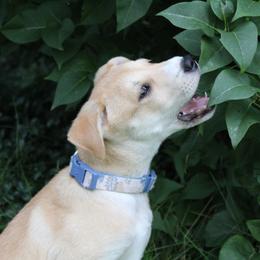 Carolina Dog Puppies from Williams Sweet Carolina
