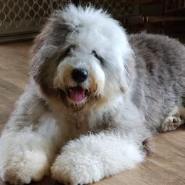 Old English Sheepdogs from Mt. Haggin OES