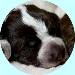 Boy 2 - Brown and gray male Wirehaired Pointing Griffon puppy in Milton, Florida from Dry Branch