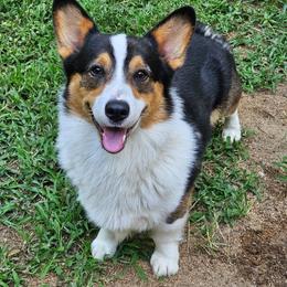 Archie - Pembroke Welsh Corgi