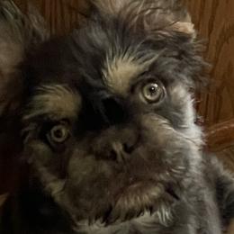 Assorted Doodle Crosses, French Bulldogs, Maltipoos, Poodles, and Saint Berdoodles from Brewer's Doodles and French Bulldogs
