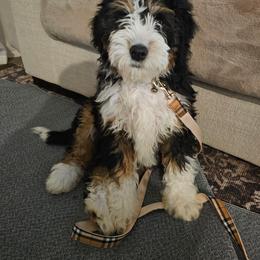 Bernedoodle Puppies from Mountainside Puppies