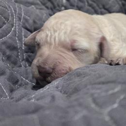 Boulonnais - Cream female Poodle puppy in Conroe, Texas from Pear house farm