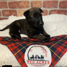 Belgian Malinois Puppies from Red Acres Working Line K9s
