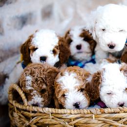 Poodle Puppies from Doodle Puppy Parti