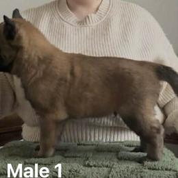 Belgian Malinois Puppies from Chaland