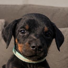 Granny - Black and rust female Doberman Pinscher puppy in Wellington, Ohio from Jessie (TDD, llc)