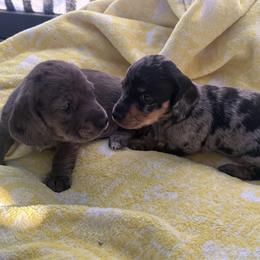 Woody - Dapple male Dachshund puppy in Paso Robles, California from Nicole's Dachshunds
