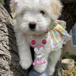 Coton de Tulear Puppies from Sutter Buttes Coton De Tulear