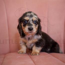 Baby Star - Dapple female Dachshund puppy in Temecula, California from Naomi Magee's Dachshund Kennel