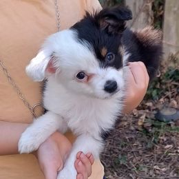 Oak Dair - Black tri Miniature American Shepherd puppy in Cleveland, Ohio from Double Moon