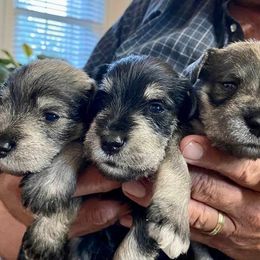 Miniature Schnauzers from Beau's Beauties Miniature Schnauzers