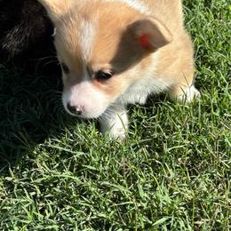 Rose - Red merle and white female American Corgi puppy in Madison, North Carolina from Montgomery Corgis