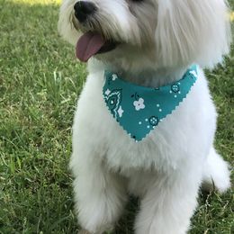 Maltese, Pomeranians, and Shih Tzus from Johnny's Pets