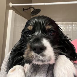 Cocker Spaniel All Grown Up from Gambles Cocker Spaniels