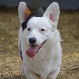 Alastor - American Corgi