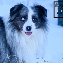 Miniature Australian Shepherd All Grown Up from Rustic Original Aussies