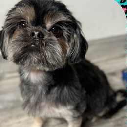 Suki - Shih Tzu