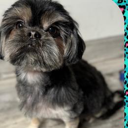 Suki - Shih Tzu