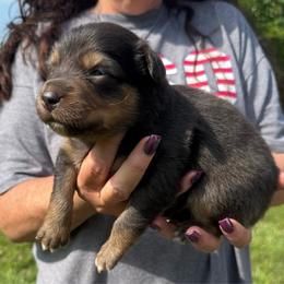 Seasmoke - Dilute blue male Australian Shepherd puppy in Kokomo, Indiana from North Central Aussies