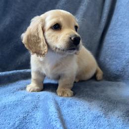Dachshund Puppies from Zacha’s Doxie House