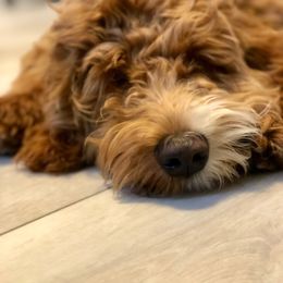 Australian Labradoodle All Grown Up from Lazy Mountain Labradoodles