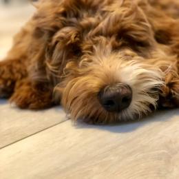 Australian Labradoodle All Grown Up from Lazy Mountain Labradoodles