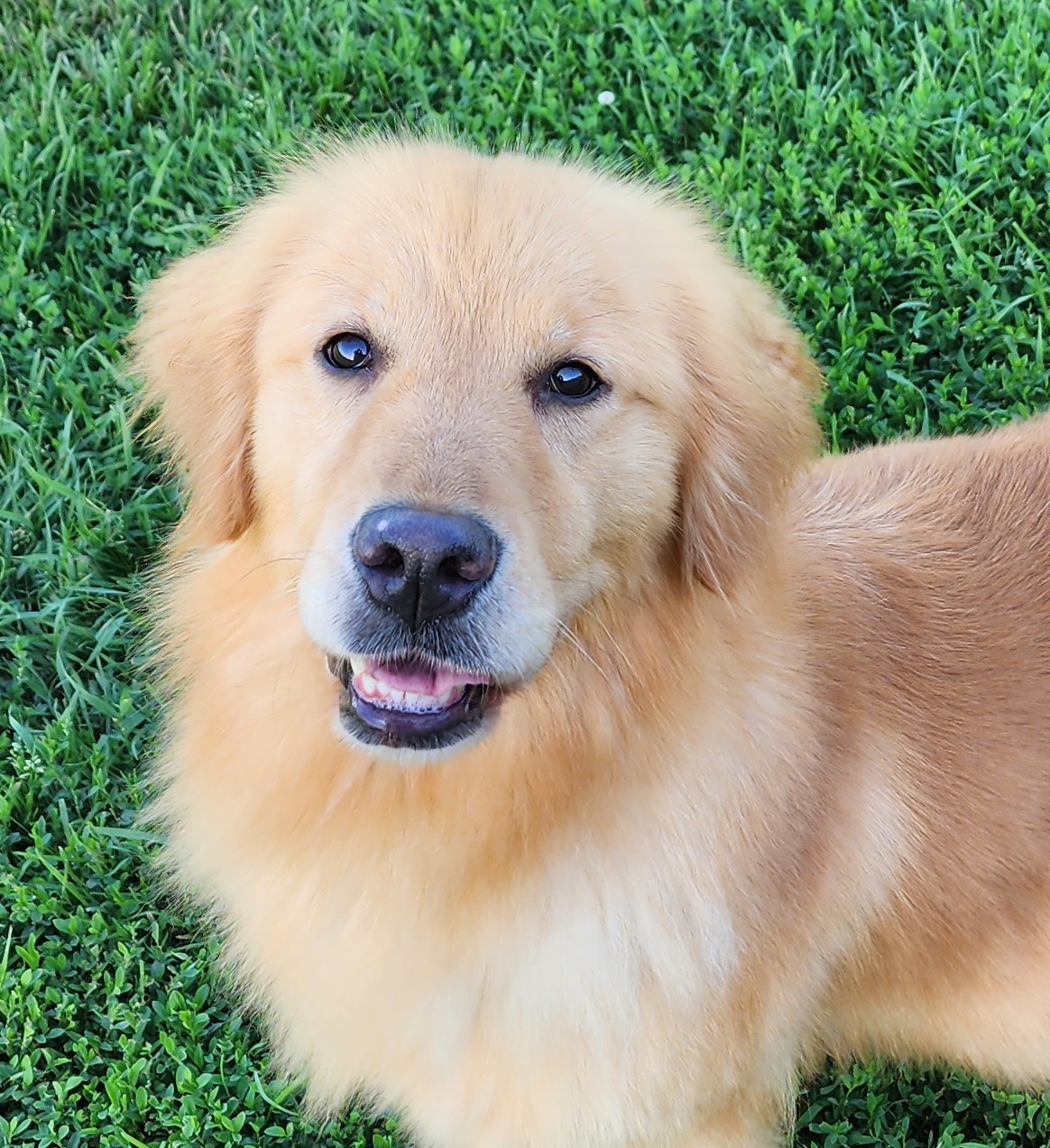 Vista - Golden Retriever